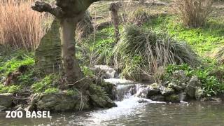 Frühlingserwachen im Zoo Basel