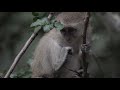 Victoria Falls Safari Suites