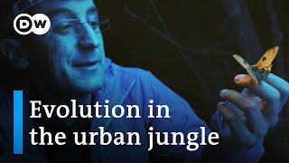 Nature's response to urban sprawl  | DW Documentary
