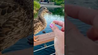 Feeding Duck / Duck Pond / Crazy Duck #shorts