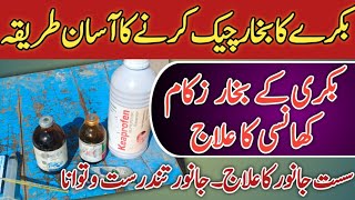 How to Check Goat Temperature | Bakray ka Bukhar kesy check karin |Goat fever Treatment | Urdu/hindi