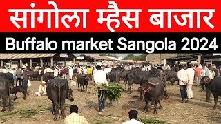 म्हैस बाजार सांगोला / Buffalo market Sangola / चालू बाजारभाव 2024