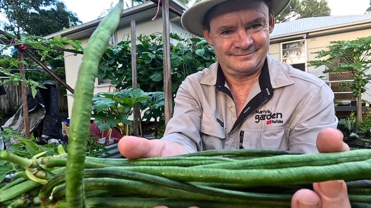 Snake Long Bean Harvest At Martys Garden Sneak Peek Youtube