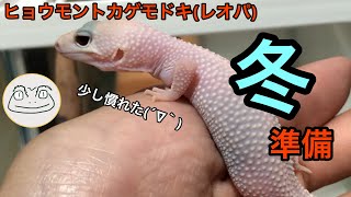 ヒョウモントカゲモドキ(レオパ)の冬準備！