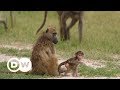 Botswana's green safaris | DW English