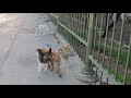 アクロポリス周辺の猫　cats around acropolis. Γάτες από την Ακρόπολη.