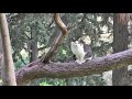 アクロポリス周辺の猫　cats around acropolis. Γάτες από την Ακρόπολη.