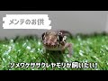 爬虫類・両生類のメンテをしながら聴く動画【メンテのお供】ソメワケササクレヤモリが飼いたい！