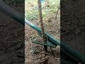 very satisfying cassava tree uprooting process shorts