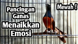 MURAI BATU GACOR FULL ISIAN TEMBAKAN MEWAH KRETEKAN GANAS SANGAT AMPUH MEMANCING EMOSI MURAI BATU