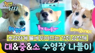 강쥐 삼둥이는 수영도 잘하개! 🏊‍♂️🐶 기특한 수영천재 대&중&소의 물개 모먼트 🦦💦 | 개밥 주는 남자 시즌1