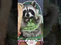 the charming raccoon animals love shorts