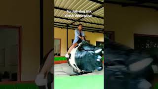 Bull Ride in Rangmanch Farms #bullriders #bullride #rangmanch #viral #shorts #ytshorts #viral #farm