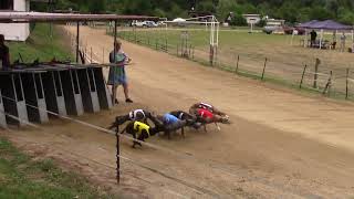 Landessiegerrennen Sachsen 2023 - Eilenburg 23.07.2023 - whippet sprinter female - FINAL