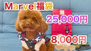 【Marvelマルベル福袋】犬の福袋がお得すぎてびっくり！【トイプードルのサラ】