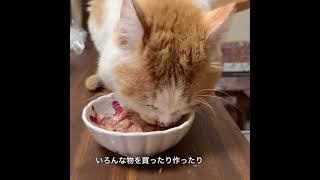 腎臓病と戦う保護猫きぃちゃん　焼きサーモンじゃなくてごめんよー　#shorts