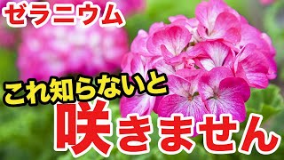 【ガーデニング】失敗しにくいゼラニウムの育て方と管理方法