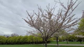 Checking Out the Cherry Blossums at Bayfront Park