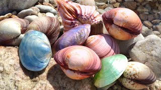 Rainbow pearl oysters are the most delicious in winter. Seafood harvest, pearls