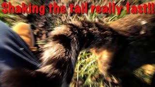 【珍事】痙攣するようにしっぽをプルプルと振る猫 かわいい Cat shaking the tail really fast!! (twitching)　猫のマーキング キジトラ キジ白