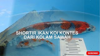 SORTIR IKAN KOI PERSIAPAN 6 TAHUN JOGJA KOI SHOW !!!! KOIYA KOI FARM