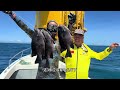 sea windmill tower diving fishing experience a barrage of surprises giant raid small harvest and