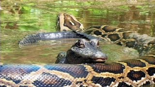 Pythons at Alligator Pond 07 - Dangerous Animals in Florida