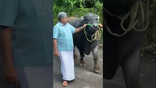 ഒരു ഭീമൻ പോത്ത് 😳😳🐃🐃