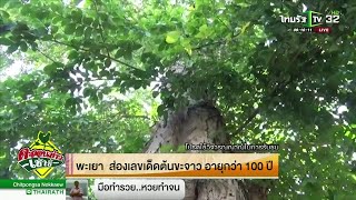 พะเยา ส่องเลขเด็ดต้นขะจาว อายุกว่า 100 ปี | 16-10-61 | ตะลอนข่าวเช้านี้