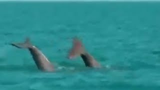 First-ever footage of rare species of Dolphins - the world's ugliest dolphin?  or endearing?