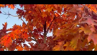 4K] Montréal 2024 Montréal Lachine Autumn Walk |Autumn Season|Colourful Leaves #autumnwalk #montréal