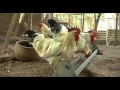 Elevage de poulets améliorés