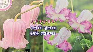 #화초랑사는집 #희순야생화 에서 데려온#종으아리 #겹으아리 #돌단풍 구경오세요