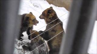 2011年12月6日　旭山動物園　エゾヒグマ２