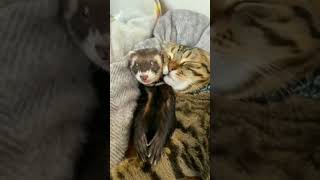 Cat \u0026 Ferret Best Friends Forever❤️