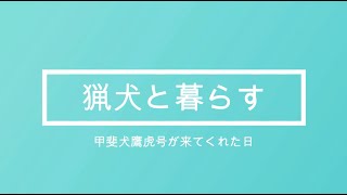 「猟犬と暮らす」ようこそ鷹虎君