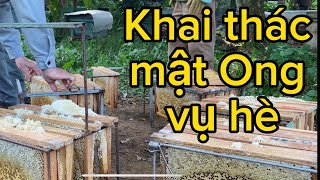 Mật Ong chính vụ hè, nguồn sung mãn, bầu mật căng phồng- Chuyện bây giờ mới kể!