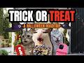 Cat MEMES: TRICK OR TREAT!