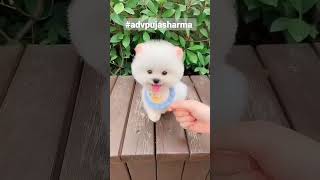 O Mere Buggu Oye WhatsApp Status #shorts #reels #funny #cute #dog 💕 Cute Pomeranian Puppies