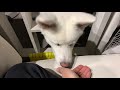 【秋田犬もんたろう 119】「雪の上に寝そべる」akita inu