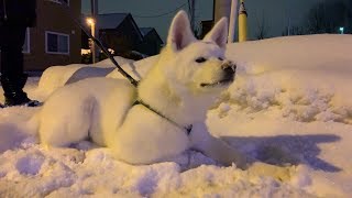 【秋田犬もんたろう #119】「雪の上に寝そべる」Akita inu