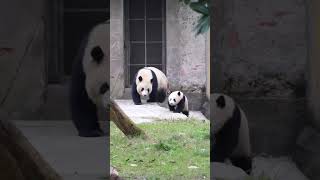 Giant panda Mang Xiaowu ran forward with his mother #panda #cute #funny #cutepanda #giantpanda