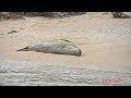 ハワイアン・モンク・シール・ビーチ hawaiian monk seal beach @ waialua