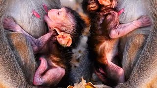 Mother's Love: Tender Moments with Her Lovely Baby Monkey