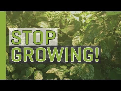 Stop Growing (Start Budding and Flowering!) Stop Growing (Start Budding and Flowering!)
