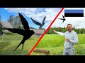 LEARN about the AMAZING Estonian National Bird - Barn Swallow - Suitsupääsuke