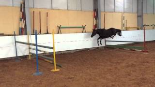 Trakehner-Vertical Limit 2y8m mare by Come Close.  FOR SALE