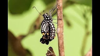 Common Mime Transformation from Pupa to Butterfly