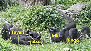 Iriki媽 Ringo。Tayari媽 Jabali 躺草地休息 20211014-15:17 金剛猩猩 D'jeeco family TaipeiZoo Gorilla