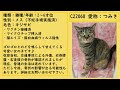 譲渡対象の犬猫の紹介（令和5年5月23日現在）　仙台市動物管理センター（アニパル仙台）